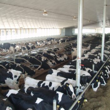Zak's Building Group Agricultural Dairy Farm