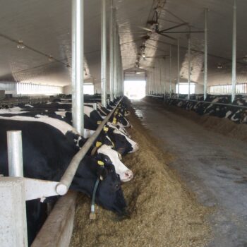Zak's Building Group Agricultural Dairy Farm
